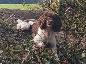 FTW/OpenFTAW Halaze Voodoo Child of Woodash