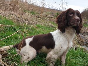 FTW/OpenFTAW Halaze Voodoo Child of Woodash