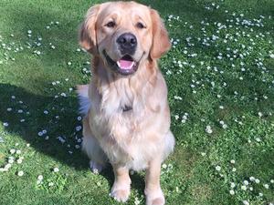 Full brother to the litter