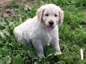 Dog puppy in litter at 7 weeks old