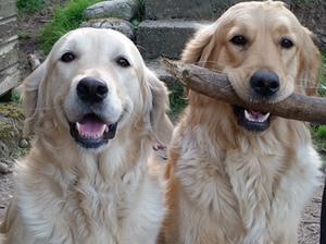 Mother Evie with full sister to the puppies