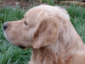 Cwmtaff Kingfisher (Victor)