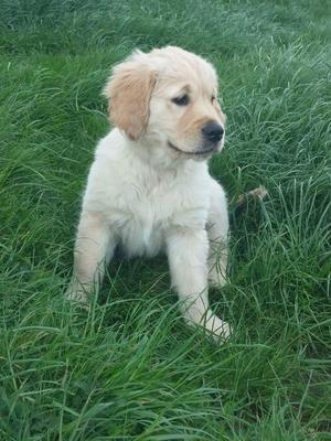 Bitch puppy at 11 weeks