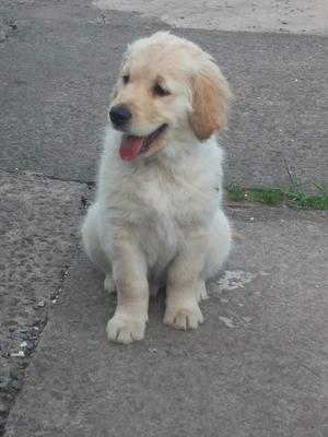 Dog puppy at 11 weeks