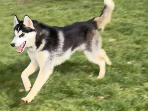 Arrax at off lead