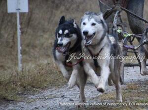 Kuma running lead with big sister Pixie