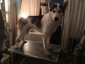 Buck getting ready for the show