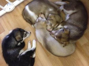 Our first litter of little Charmed ones