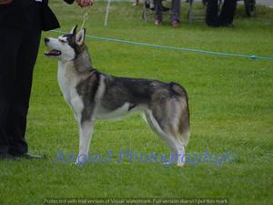 Phoebi in the ring at welks championship show 2016