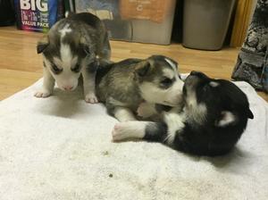 2 boys & grey & white girl