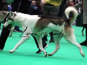 Buck strutting his stuff round the big ring