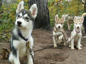 Learning the ropes