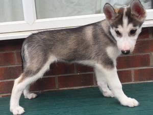 Phoenix standing at 9 weeks