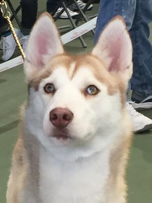 Piper in the ring