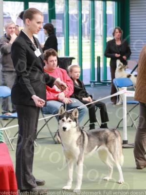 Phoebi at SHCGB champ show 2016