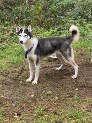 Kira standing nicely at sherwood at 20months