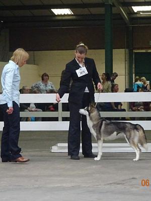 Judge looking at Phoebi in the ring