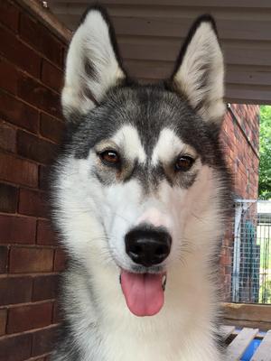 Phoebi chillaxing at home in the kennels