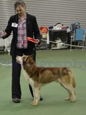 Kizer in the ring at SHCGB champ show 2014