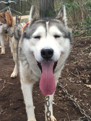 Riley after training happy boy