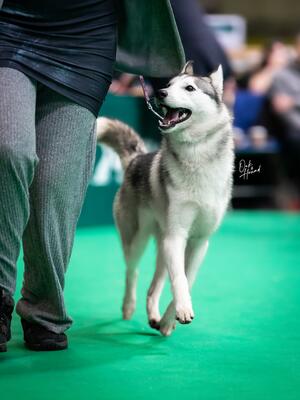 Dream loves the show ring and it shows in this pic