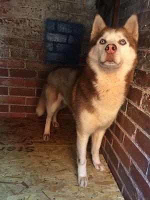 Kizer chillaxing at home in his kennels