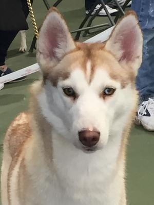 Piper at the SHCGB champ show 2016