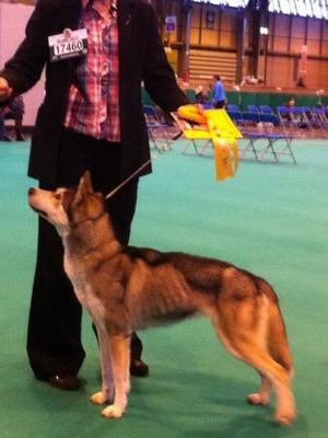 Sky being placed at crufts 2013