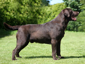 Wilson @ 17 months