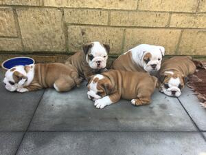 Beautiful Bulldog Puppies