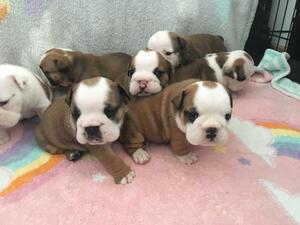 Beautiful Bulldog Puppies