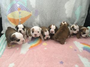 Beautiful Bulldog Puppies