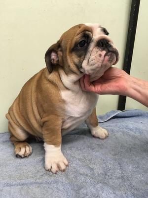 Beautiful Bulldog Red and White Female