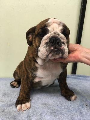 Georgeous Brindle and White Male