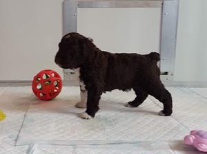 Puppy 4 weeks old
