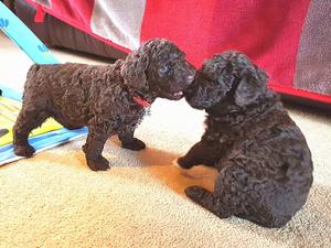 Puppies at 25 days old