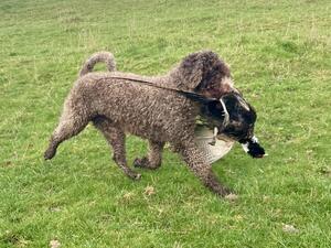 A true working gundog on the shoot