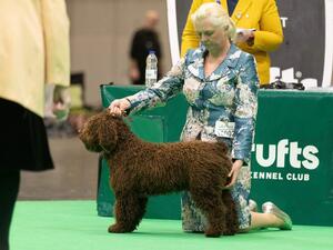 Best Puppy in Breed Crufts 2022