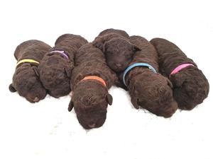 Puppies 10 days old