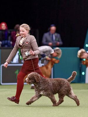 Coolio Crufts Gundog Group 2022