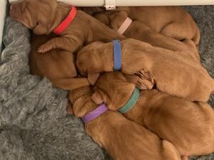Rhodie’s pups December 22