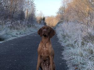Lomondpoint Hungarian Vizsla Litter