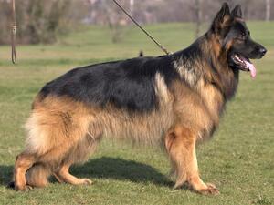 Sire