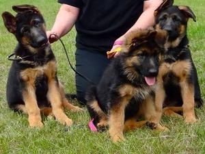 3 from previous litter
