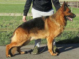 Sire