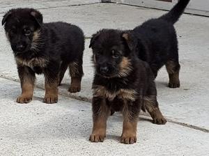 4 weeks old