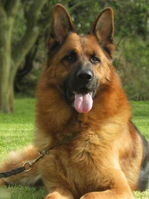 Sire