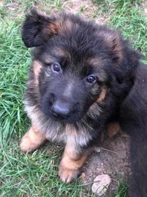 4 weeks old