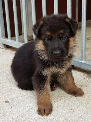 4 weeks old