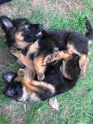 last years litter